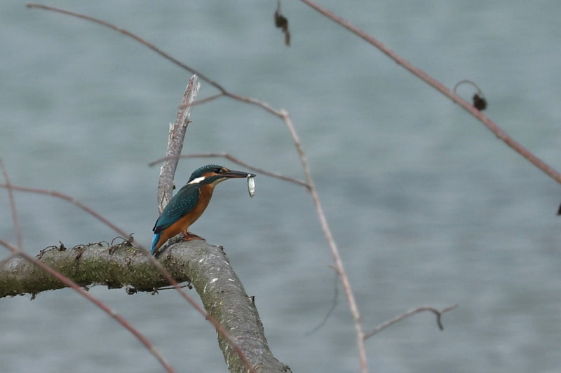 Eisvogel