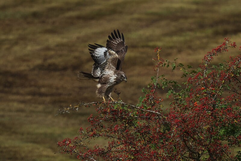 Mäusebussard