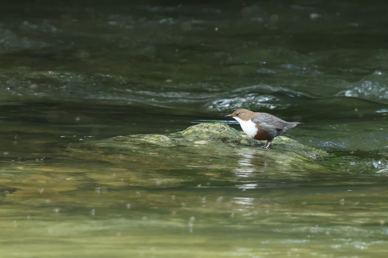 Wasseramsel